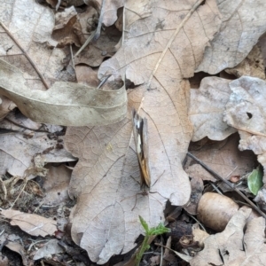 Heteronympha merope at Watson, ACT - 25 Jan 2024