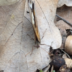 Heteronympha merope at Watson, ACT - 25 Jan 2024