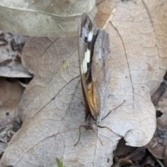 Heteronympha merope at Watson, ACT - 25 Jan 2024