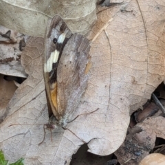 Heteronympha merope at Watson, ACT - suppressed