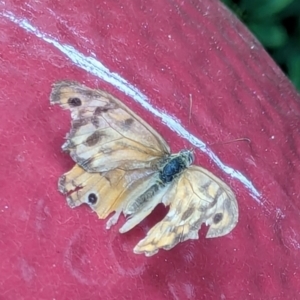 Heteronympha merope at Watson, ACT - 25 Jan 2024