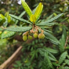 Elaeocarpus holopetalus (Black Olive Berry) at QPRC LGA - 25 Jan 2024 by Csteele4