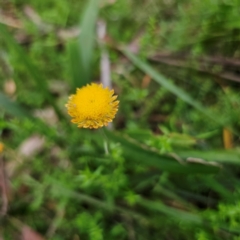 Coronidium monticola (Mountain Button Everlasting) at Harolds Cross, NSW - 25 Jan 2024 by Csteele4