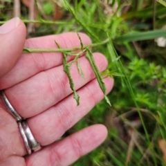 Coronidium monticola at QPRC LGA - 25 Jan 2024