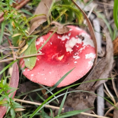 Russula sp. (Russula) at Tallaganda State Forest - 25 Jan 2024 by Csteele4