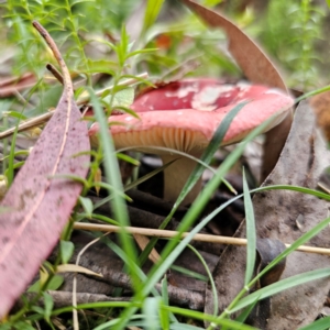 Russula sp. (genus) at QPRC LGA - 25 Jan 2024 05:13 PM