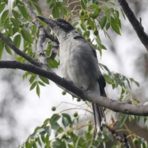 Cracticus torquatus at Higgins, ACT - 20 Jan 2024