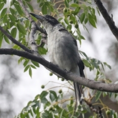 Cracticus torquatus (Grey Butcherbird) at Higgins, ACT - 19 Jan 2024 by AlisonMilton