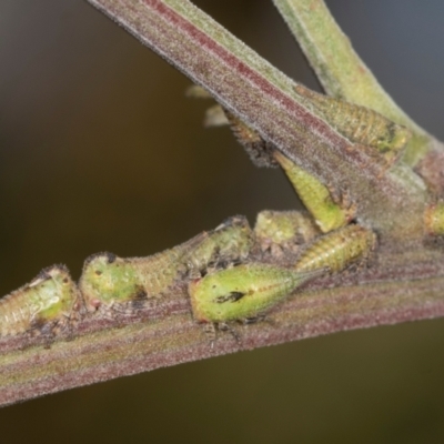 Sextius virescens (Acacia horned treehopper) at Higgins, ACT - 3 Dec 2023 by AlisonMilton