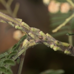 Sextius virescens at Higgins, ACT - 4 Dec 2023 09:33 AM