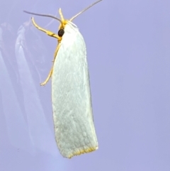Xylorycta (genus) (A concealer moth) at Jerrabomberra, NSW - 25 Jan 2024 by SteveBorkowskis