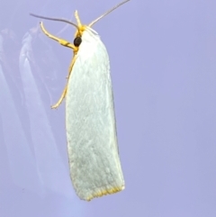 Xylorycta luteotactella (A Gelechioid moth) at QPRC LGA - 25 Jan 2024 by SteveBorkowskis