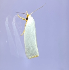 Xylorycta (genus) at QPRC LGA - 25 Jan 2024