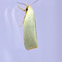 Xylorycta (genus) at QPRC LGA - 25 Jan 2024