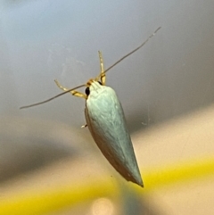 Xylorycta (genus) at QPRC LGA - suppressed