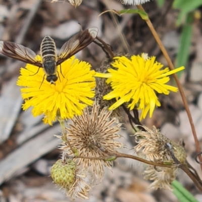 Comptosia quadripennis (a bee fly) at Sth Tablelands Ecosystem Park - 25 Jan 2024 by galah681