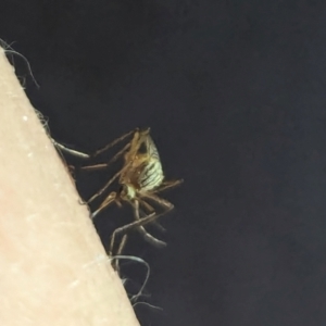 Aedes (Rampamyia) notoscriptus at Watson Green Space - 25 Jan 2024