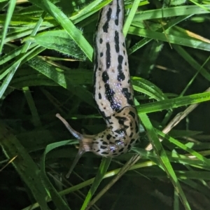 Limax maximus at Watson Green Space - 25 Jan 2024