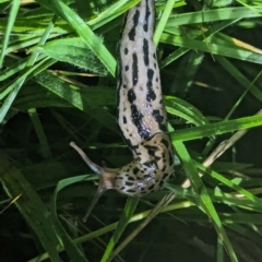 Limax maximus (Leopard Slug, Great Grey Slug) at Watson Green Space - 25 Jan 2024 by AniseStar
