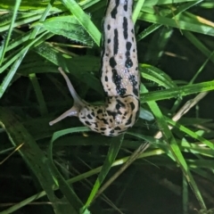 Limax maximus at Watson Green Space - 25 Jan 2024 10:27 PM