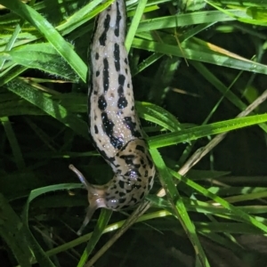 Limax maximus at Watson Green Space - 25 Jan 2024 10:27 PM