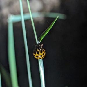 Harmonia conformis at Watson Green Space - 25 Jan 2024