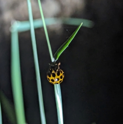 Harmonia conformis (Common Spotted Ladybird) at Watson Green Space - 25 Jan 2024 by AniseStar