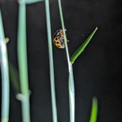 Harmonia conformis at Watson Green Space - 25 Jan 2024