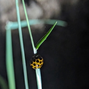 Harmonia conformis at Watson Green Space - 25 Jan 2024