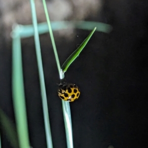 Harmonia conformis at Watson Green Space - 25 Jan 2024