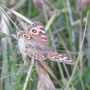 Junonia villida at Kambah, ACT - 25 Jan 2024