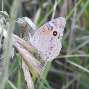 Junonia villida at Kambah, ACT - 25 Jan 2024