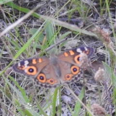 Junonia villida at Kambah, ACT - 25 Jan 2024