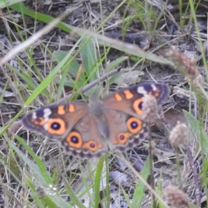 Junonia villida at Kambah, ACT - 25 Jan 2024