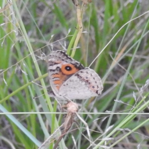 Junonia villida at Kambah, ACT - 25 Jan 2024