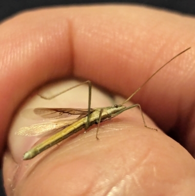 Mutusca brevicornis (A broad-headed bug) at Watson, ACT - 25 Jan 2024 by AniseStar