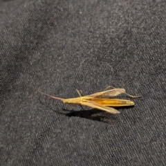 Mutusca brevicornis at Watson Green Space - 25 Jan 2024 10:54 PM