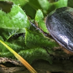 Dasygnathus sp. (genus) (Rhinoceros beetle) at Watson Green Space - 25 Jan 2024 by AniseStar