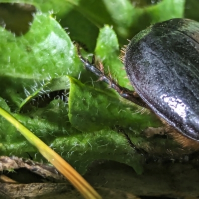 Dasygnathus sp. (Rhinoceros beetle) at Watson Green Space - 25 Jan 2024 by AniseStar