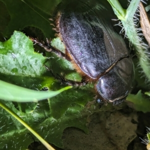 Dasygnathus sp. (genus) at Watson Green Space - 25 Jan 2024 10:15 PM