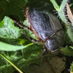 Dasygnathus sp. (genus) at Watson Green Space - 25 Jan 2024 10:15 PM