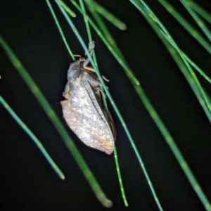 Oncopera (genus) at Watson Green Space - 25 Jan 2024 10:07 PM