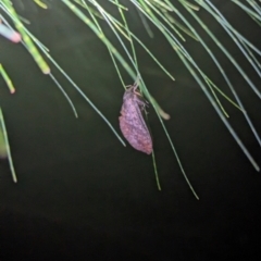 Oncopera (genus) at Watson Green Space - 25 Jan 2024