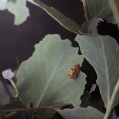 Paropsisterna cloelia (Eucalyptus variegated beetle) at Watson Green Space - 25 Jan 2024 by AniseStar