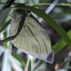 Pieris rapae (Cabbage White) at Watson, ACT - 25 Jan 2024 by AniseStar