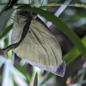 Pieris rapae at Watson Green Space - 25 Jan 2024 10:02 PM