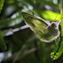 Pieris rapae at Watson Green Space - 25 Jan 2024 10:02 PM