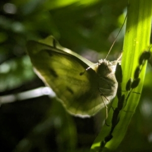 Pieris rapae at Watson Green Space - 25 Jan 2024 10:02 PM