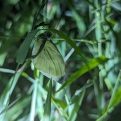 Pieris rapae at Watson Green Space - 25 Jan 2024