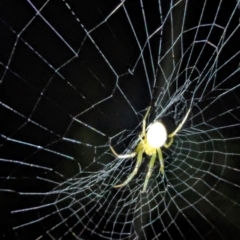 Unidentified Spider (Araneae) at Watson, ACT - 25 Jan 2024 by AniseStar